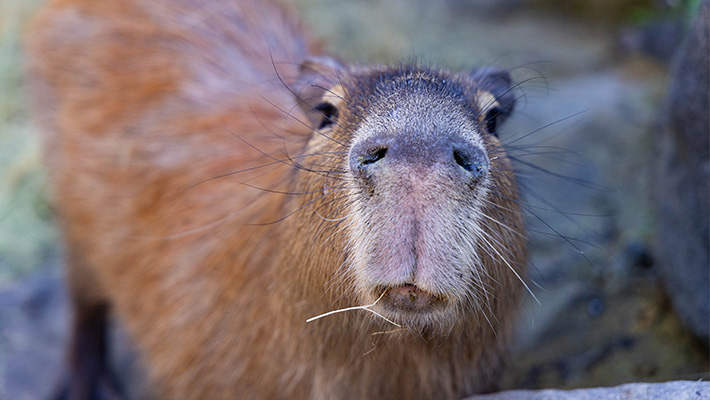 Capybara 
